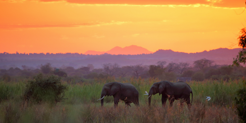 Elephants at sunset in Liwonde National Park. Malawi