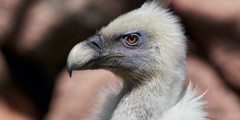 White-backed Vulture (Gyps africanus) - portrait