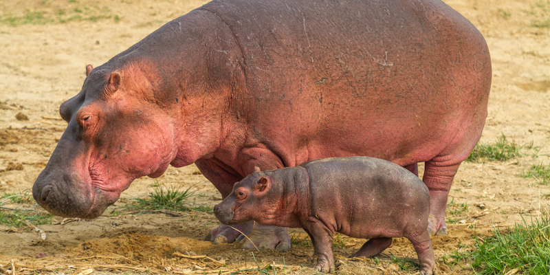 A mother and baby hippo walk near the Kazinga Channel in Uganda.